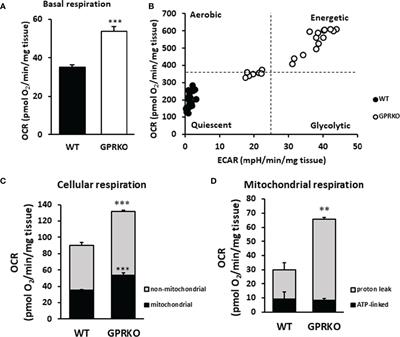 Deletion of GPR30 Drives the Activation of Mitochondrial Uncoupling Respiration to Induce Adipose Thermogenesis in Female Mice